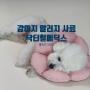 선닥터동물병원 | 강아지 알러지 약 사료 처방 후기_닥터힐메딕스 울트라500+