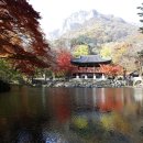 줄 서서 보는 백양사 가을 단풍, 오마이뉴스 20161111 이미지