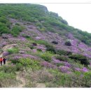 진포여성산악회 5.3(첫째토)산행안내[경남합천 황매산] 이미지