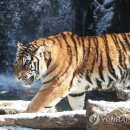 호랑이네 이미지