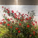 전통황실양고기 | 부모님도 대만족! 가족 모임 장소로 강추하는 내돈내산 '전통황실양고기' 솔직 후기