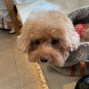 꾸며줄개 이미지