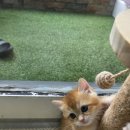 골드 캣 | 브리티쉬숏헤어 골드 분양 가정묘 전문 골든캣 후기