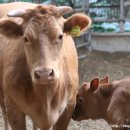 에벤에셀농장(2) 이미지