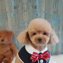 아띠그루밍 이미지