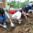 안내초등학교 이미지