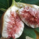 영오농장 이미지