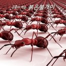 신비 동물의 왕국 - 일요특집( 2022 3월 13일 &#39;일&#39; ) 이미지