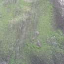 몽샤르망 애견유치원 이미지