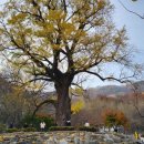 말하는 은행나무 이미지