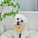 원펫살롱 이미지