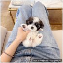 퍼피블랑 이미지