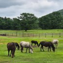제주특별자치도 축산생명연구원 이미지