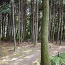 좌구산자연휴양림 이미지