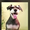 슈나애견미용 이미지