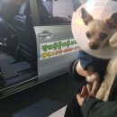 배곧코코동물병원 이미지