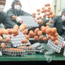 전북계란영농조합 이미지