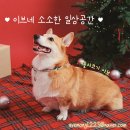 들꽃자수 | 여름인가 봐! 웰시코기 이브네 일상, 2025 메가주 후기