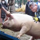 돼지학교 이미지