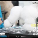 베프반려동물아카데미