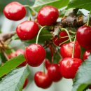 정광고사