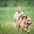 쌀강아지 이미지