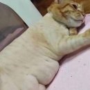 뚱냥이네 이미지