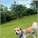 멍줍강아지산책유치원 이미지