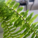 개쌀롱 | [일상]내돈내산 무늬보스턴고사리 중품 키우기 시작! 식물쌀롱 중품 배송 후기