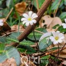 할미섬 네이버블로그