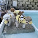 댕그라운드 이미지