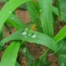 몽그라니 이미지