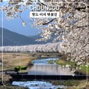 청도천4 | [청도 이서면 풍각/각북 벚꽃길] 눈부신 봄의 끝, 찬란하게 물든 하루 (야간·주차정보)