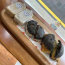 영림한의원 | 유명한 서초동 샌드위치 맛집 🥪 ㅣ 포카치아쿠치나 ㅣ 설탕❌, 버터❌ 건강한 샌드위치 서초 카페