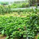 덕지농장 이미지