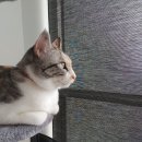 토론토 캣 이미지