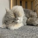 레이와 로이 소식입니다. (두부와 흰둥이) 이미지