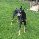 러브독 애견스쿨 이미지