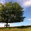 라임나무 이미지