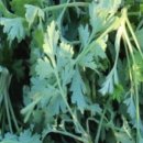 함평참쑥 영농조합법인 이미지