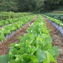 봉화랜드 이미지