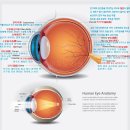 ﻿Eye Anatomy(눈 해부도 / 눈의 구조) 이미지