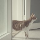 코코보노 고양이호텔 이미지