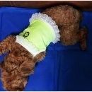 안젤라펫 이미지