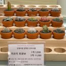 스노우폭스플라워 - 서대문구 연세로 19 | 건대꽃집 스노우폭스 플라워 건대입구점 졸업식꽃다발 주문 후기