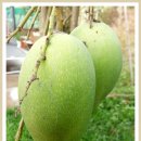 망고그린 이미지