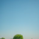 부여애견 이미지