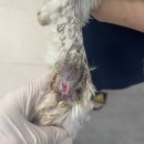 어썸펫동물병원 이미지