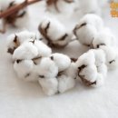 원앙세탁 이미지