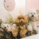 꽃보다강아지 이미지